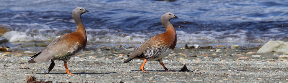 ASHY-HEADED GOOSE Chloephaga poliocephala